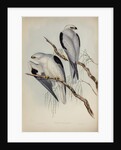 Black-shouldered kite by Henry Constantine Richter; Charles Joseph Hullmandel