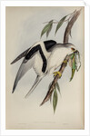 Letter-winged kite by Henry Constantine Richter; Charles Joseph Hullmandel