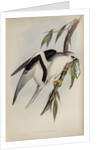 Letter-winged kite by Henry Constantine Richter; Charles Joseph Hullmandel