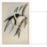 Letter-winged kite by Henry Constantine Richter; Charles Joseph Hullmandel