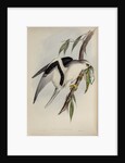 Letter-winged kite by Henry Constantine Richter; Charles Joseph Hullmandel