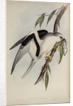 Letter-winged kite by Henry Constantine Richter; Charles Joseph Hullmandel