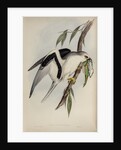 Letter-winged kite by Henry Constantine Richter; Charles Joseph Hullmandel
