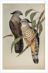 Crested hawk by Henry Constantine Richter; Charles Joseph Hullmandel