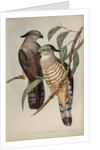 Crested hawk by Henry Constantine Richter; Charles Joseph Hullmandel