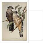 Crested hawk by Henry Constantine Richter; Charles Joseph Hullmandel