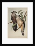 Crested hawk by Henry Constantine Richter; Charles Joseph Hullmandel