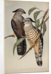 Crested hawk by Henry Constantine Richter; Charles Joseph Hullmandel
