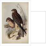 Allied harrier by Henry Constantine Richter; Charles Joseph Hullmandel