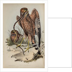 Jardine's harrier by Henry Constantine Richter; Charles Joseph Hullmandel