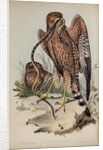 Jardine's harrier by Henry Constantine Richter; Charles Joseph Hullmandel