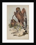 Jardine's harrier by Henry Constantine Richter; Charles Joseph Hullmandel