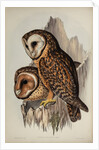 Chestnut-faced owl by Henry Constantine Richter; Hullmandel & Walton