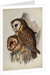 Chestnut-faced owl by Henry Constantine Richter; Hullmandel & Walton