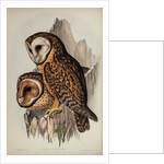 Chestnut-faced owl by Henry Constantine Richter; Hullmandel & Walton