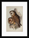Chestnut-faced owl by Henry Constantine Richter; Hullmandel & Walton