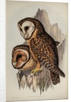 Chestnut-faced owl by Henry Constantine Richter; Hullmandel & Walton