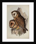 Chestnut-faced owl by Henry Constantine Richter; Hullmandel & Walton
