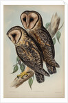 Masked barn owl by Henry Constantine Richter; Hullmandel & Walton