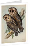 Masked barn owl by Henry Constantine Richter; Hullmandel & Walton