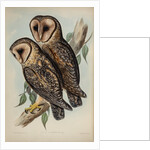 Masked barn owl by Henry Constantine Richter; Hullmandel & Walton