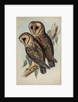 Masked barn owl by Henry Constantine Richter; Hullmandel & Walton