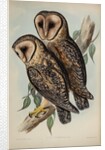 Masked barn owl by Henry Constantine Richter; Hullmandel & Walton