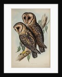 Masked barn owl by Henry Constantine Richter; Hullmandel & Walton