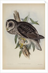 Sooty owl by Henry Constantine Richter; Hullmandel & Walton