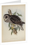 Sooty owl by Henry Constantine Richter; Hullmandel & Walton