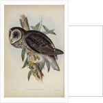 Sooty owl by Henry Constantine Richter; Hullmandel & Walton