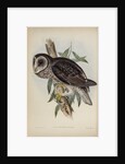Sooty owl by Henry Constantine Richter; Hullmandel & Walton