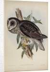Sooty owl by Henry Constantine Richter; Hullmandel & Walton