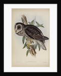 Sooty owl by Henry Constantine Richter; Hullmandel & Walton