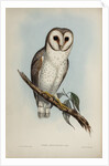 Delicate owl by Henry Constantine Richter; Hullmandel & Walton