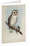 Delicate owl by Henry Constantine Richter; Hullmandel & Walton