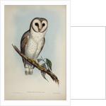 Delicate owl by Henry Constantine Richter; Hullmandel & Walton