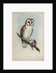 Delicate owl by Henry Constantine Richter; Hullmandel & Walton