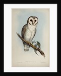 Delicate owl by Henry Constantine Richter; Hullmandel & Walton