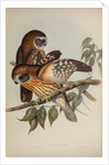 Boobook owl by Henry Constantine Richter; Hullmandel & Walton