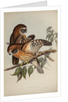 Boobook owl by Henry Constantine Richter; Hullmandel & Walton