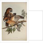 Boobook owl by Henry Constantine Richter; Hullmandel & Walton