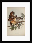 Boobook owl by Henry Constantine Richter; Hullmandel & Walton