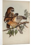 Boobook owl by Henry Constantine Richter; Hullmandel & Walton