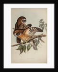 Boobook owl by Henry Constantine Richter; Hullmandel & Walton