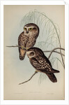 Spotted owl by Henry Constantine Richter; Hullmandel & Walton