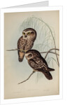 Spotted owl by Henry Constantine Richter; Hullmandel & Walton