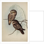 Spotted owl by Henry Constantine Richter; Hullmandel & Walton