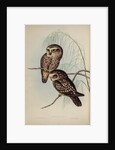 Spotted owl by Henry Constantine Richter; Hullmandel & Walton