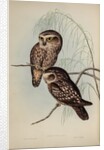 Spotted owl by Henry Constantine Richter; Hullmandel & Walton